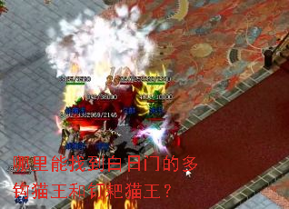 哪里能找到白日门的多钩猫王和钉耙猫王？