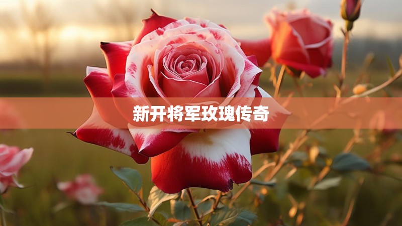 新开将军玫瑰传奇