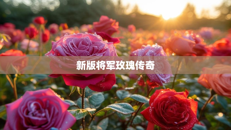 新版将军玫瑰传奇