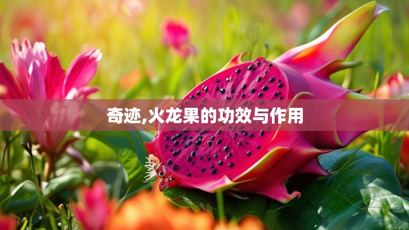 奇迹,火龙果的功效与作用 奇迹,火龙果的功效与作用