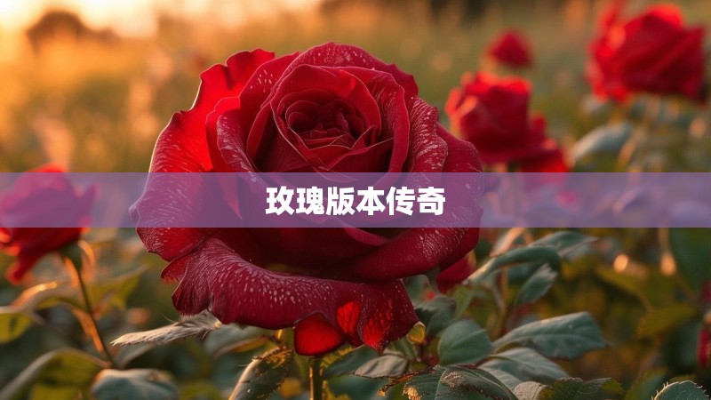 玫瑰版本传奇